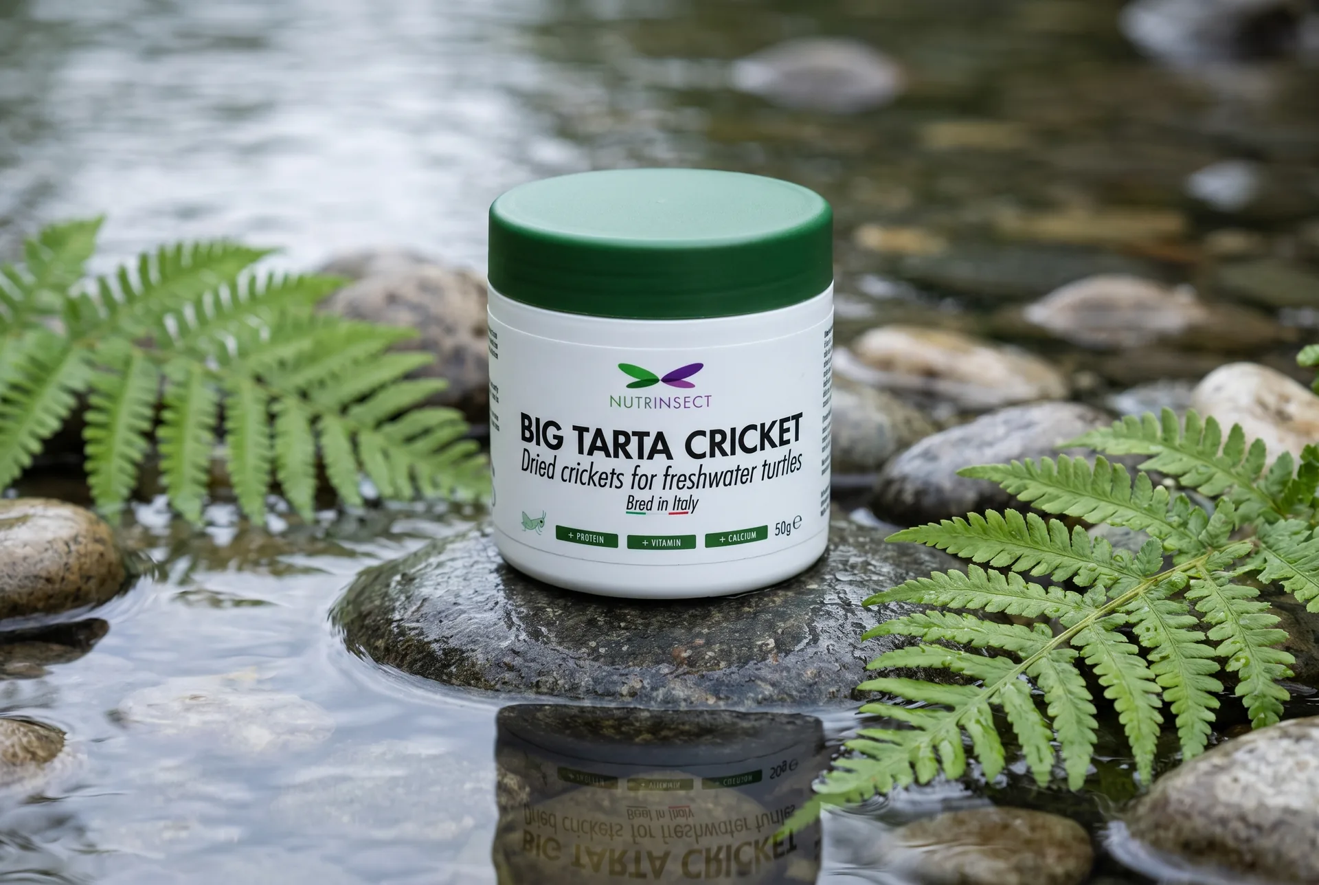 Mock-up generato: il barattolo bianco con il coperchio verde di Big Tarta Cricket su un sasso piatto a pelo d'acqua, felci intorno e il riflesso sotto.