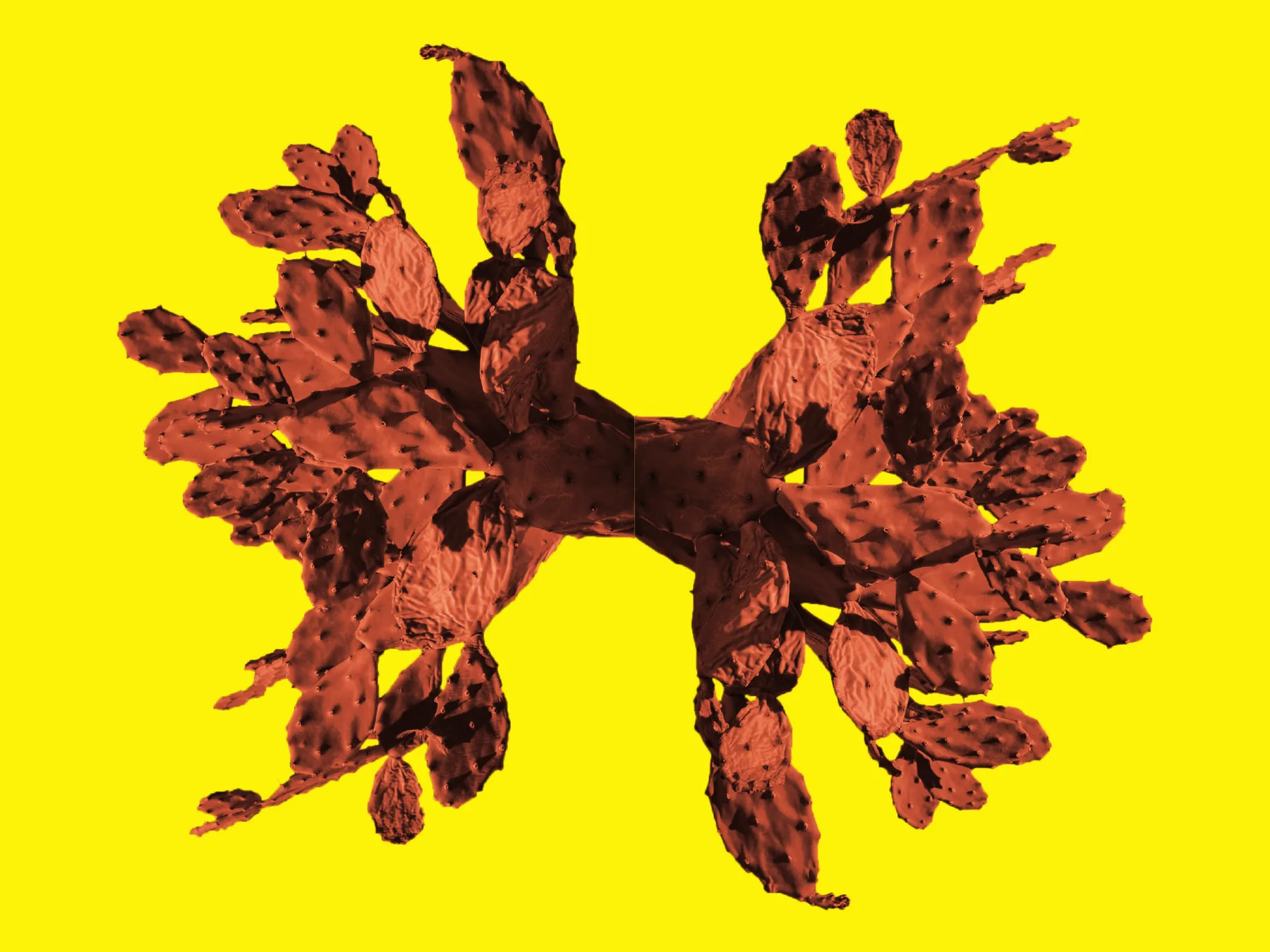 Doppia pagina con una figura simmetrica costruita specchiando una pianta di fichi d'India: le pale, virate in rosso bruno, si aprono a raggiera al centro di un fondo giallo pieno.