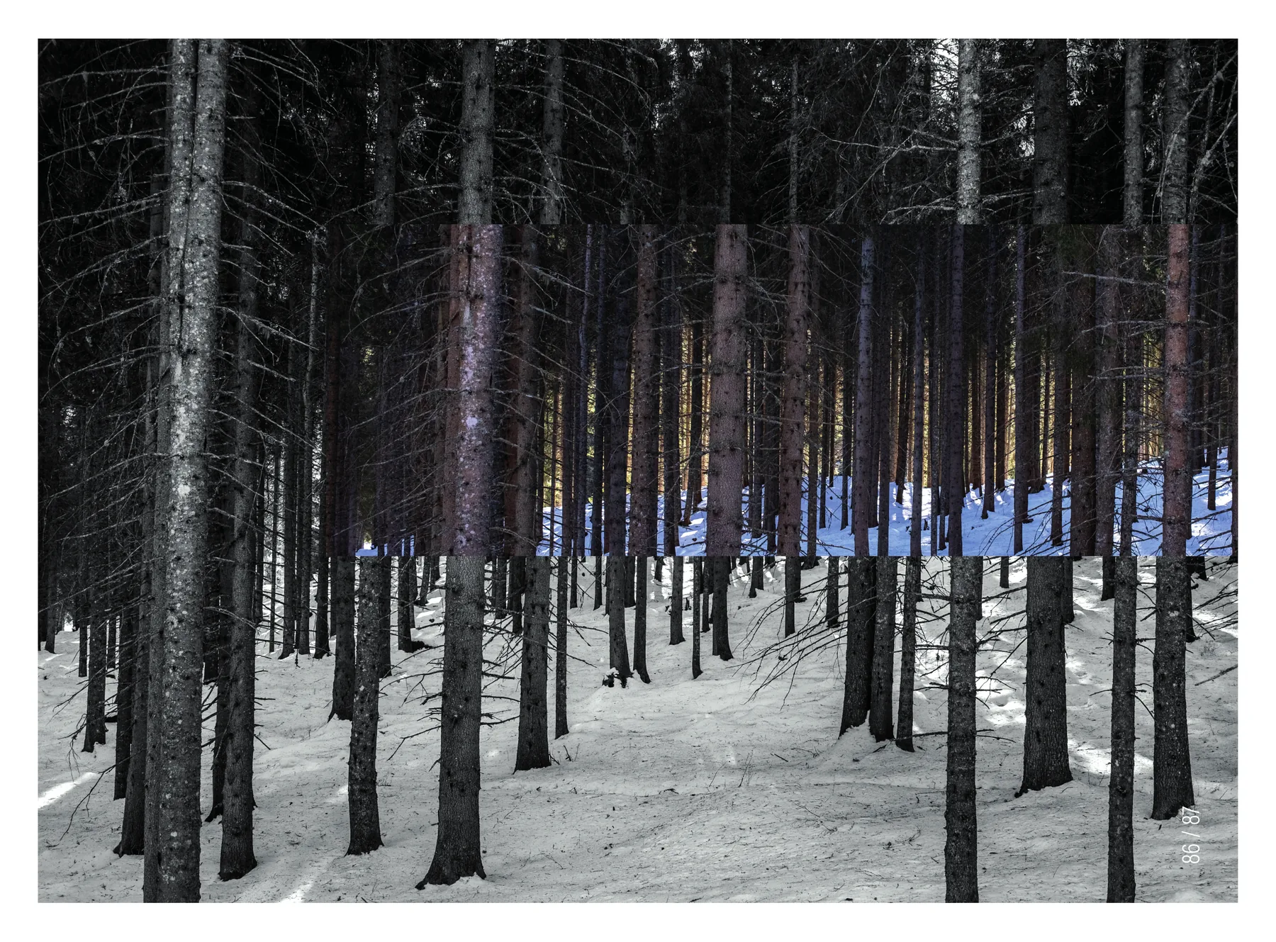 Doppia pagina con un bosco di abeti sulla neve, i tronchi scuri in controluce e lampi di colore fra i rami, che scavalca la piega.